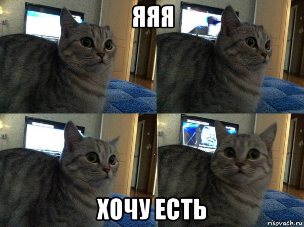 яяя хочу есть, Мем  Кот в шоке