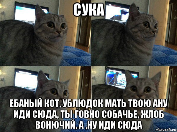 сука ебаный кот, ублюдок мать твою ану иди сюда, ты говно собачье, жлоб вонючий, а ,ну иди сюда, Мем  Кот в шоке