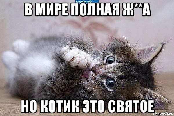 в мире полная ж**а но котик это святое, Мем  котенок