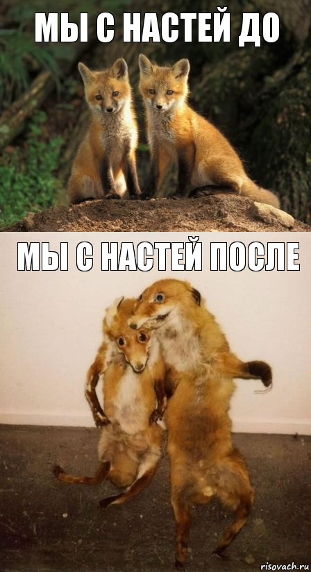 Мы с Настей до Мы с Настей после, Комикс Лисицы