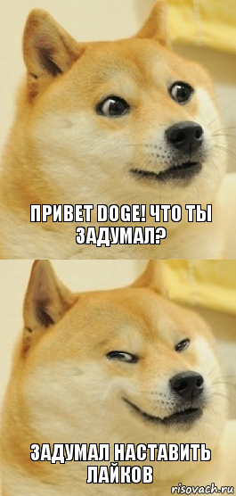 Привет Doge! что ты задумал? Задумал наставить лайков