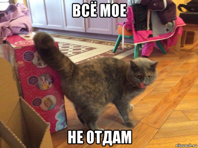 Кот украинец. Хохол кот Мем. Кот украинец Мем. Мем про поднасрать. Украинский кот Мем.