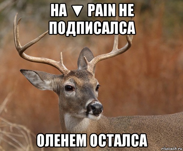 на ▼ pain не подписалса оленем осталса, Мем  Наивный Олень v2