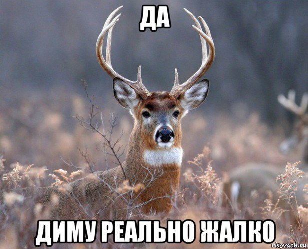 да диму реально жалко