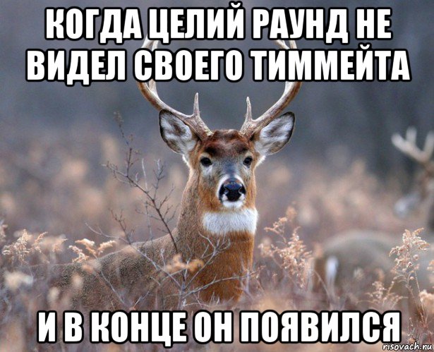 когда целий раунд не видел своего тиммейта и в конце он появился, Мем   Наивный олень