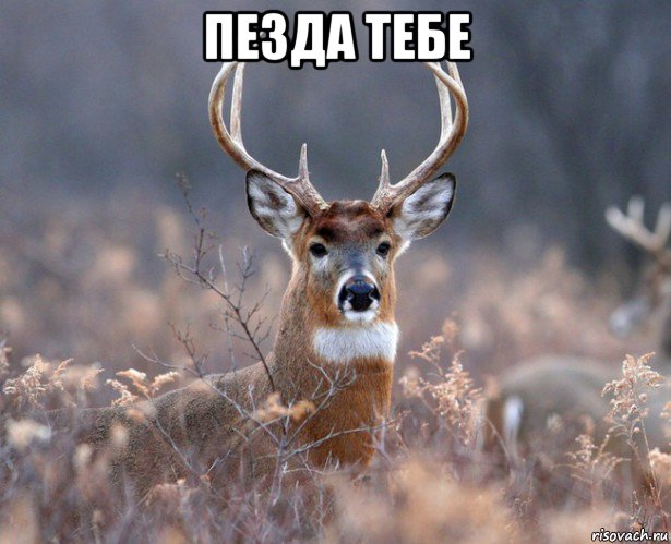 пезда тебе 