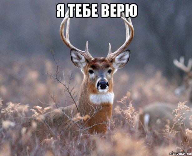 я тебе верю 