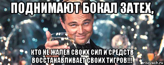 поднимают бокал затех, кто не жалея своих сил и средств восстанавливает своих тигров!!!, Мем  старина Гэтсби