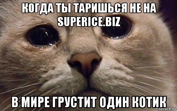 когда ты таришься не на superice.biz в мире грустит один котик, Мем   В мире грустит один котик