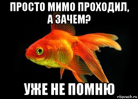 Память как у рыбки впр 4. Золотая рыбка. Память рыбки. Память как у золотой рыбки. Мемы про золотую рыбку.