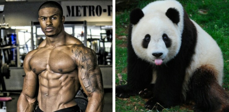 Panda Muscle