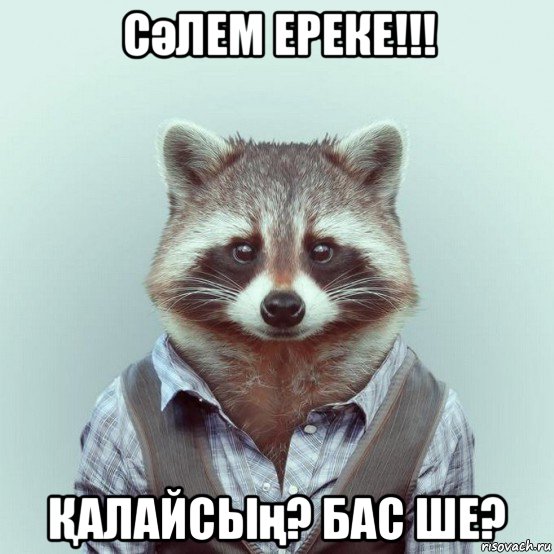 сәлем ереке!!! Қалайсың? бас ше?, Мем  Енот в рубашке