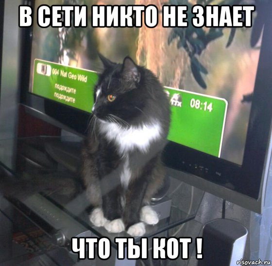Никто не знает. Кот интернет Мем. Никто не знает что я кот. Кот не знает Мем. В инете никто не знает что ты кот.