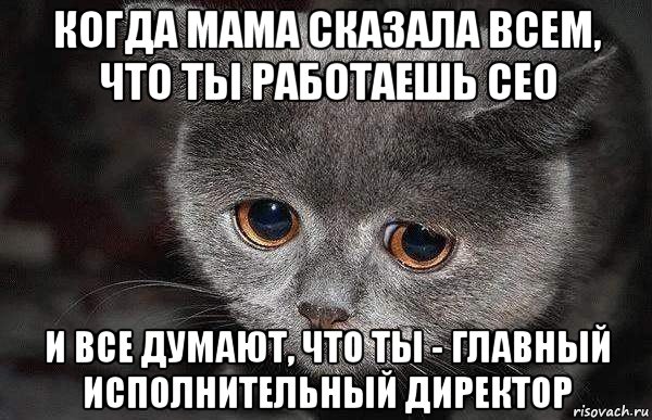 когда мама сказала всем, что ты работаешь сео и все думают, что ты - главный исполнительный директор, Мем  Грустный кот