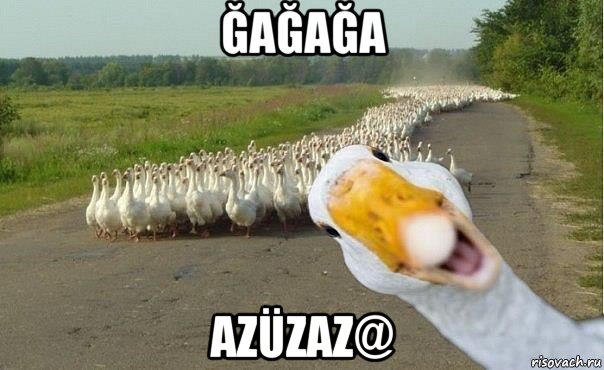 ğağağa azüzaz@, Мем гуси