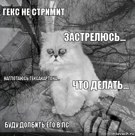 Гекс не стримит что делать... застрелюсь... буду долбить его в лс наглотаюсь гексакартона...     , Комикс  кот безысходность