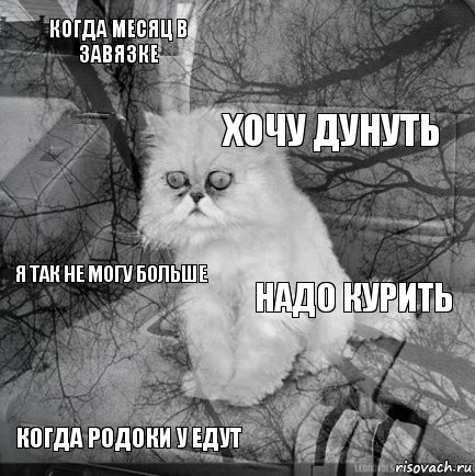 когда месяц в завязке надо курить хочу дунуть когда родоки у едут я так не могу больше     , Комикс  кот безысходность