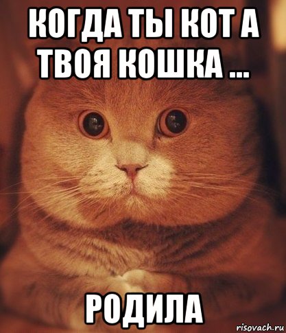 когда ты кот а твоя кошка ... родила