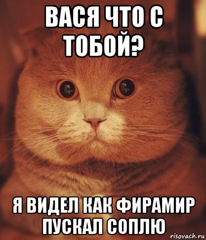 вася что с тобой? я видел как фирамир пускал соплю, Мем  Кот который видел ужасные вещи