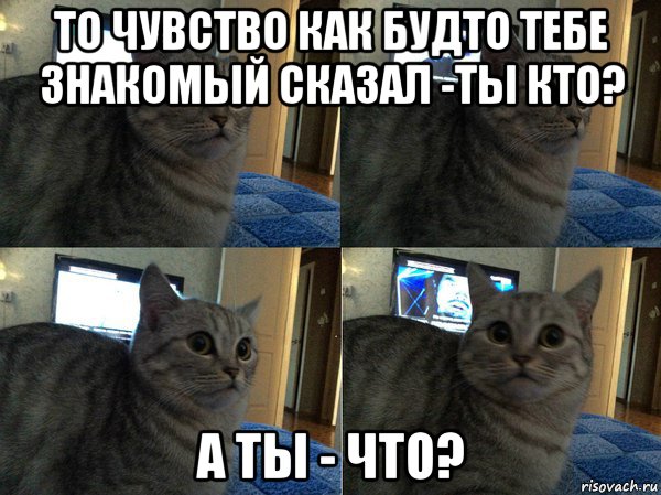 то чувство как будто тебе знакомый сказал -ты кто? а ты - что?, Мем  Кот в шоке