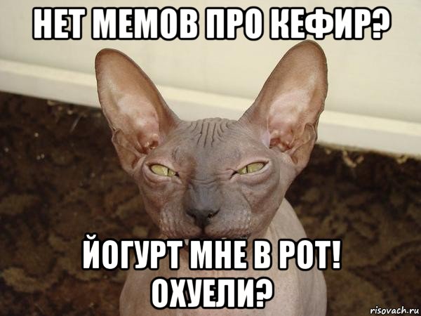 нет мемов про кефир? йогурт мне в рот! охуели?, Мем  Злой котик