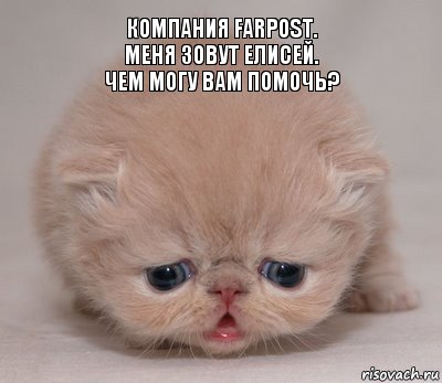 Компания Farpost.
Меня зовут Елисей.
Чем могу вам помочь?