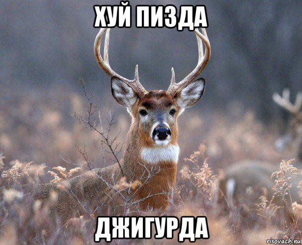 хуй пизда джигурда, Мем   Наивный олень