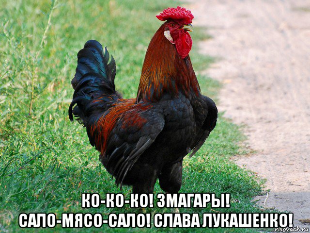  ко-ко-ко! змагары! сало-мясо-сало! слава лукашенко!, Мем петух