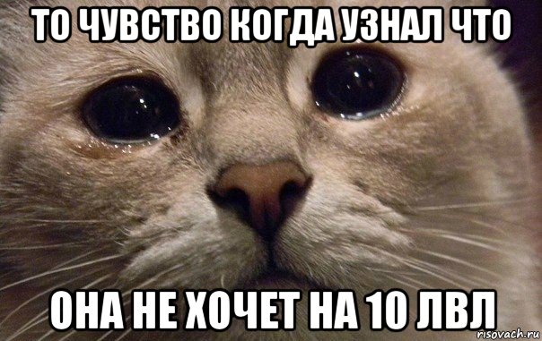 то чувство когда узнал что она не хочет на 10 лвл, Мем   В мире грустит один котик