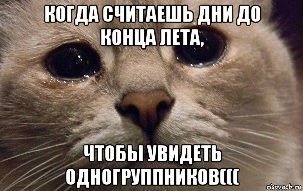 когда считаешь дни до конца лета, чтобы увидеть одногруппников(((, Мем   В мире грустит один котик