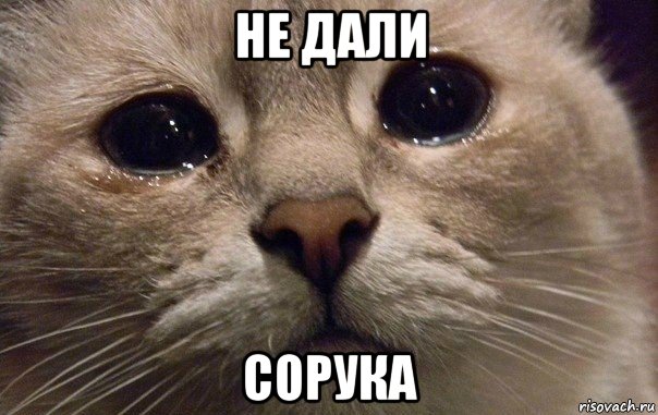 не дали сорука, Мем   В мире грустит один котик