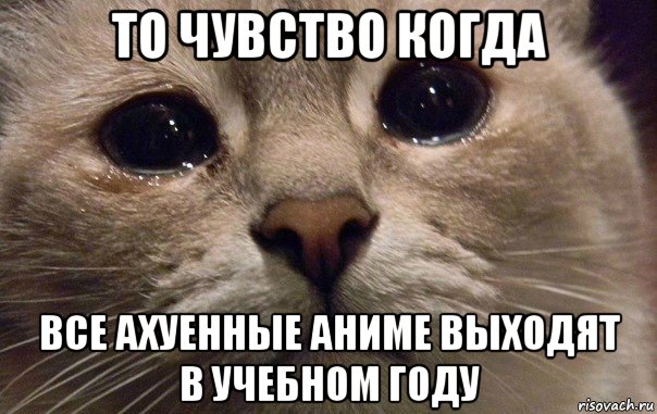 то чувство когда все ахуенные аниме выходят в учебном году, Мем   В мире грустит один котик