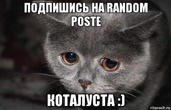 подпишись на random poste коталуста :), Мем  Грустный кот