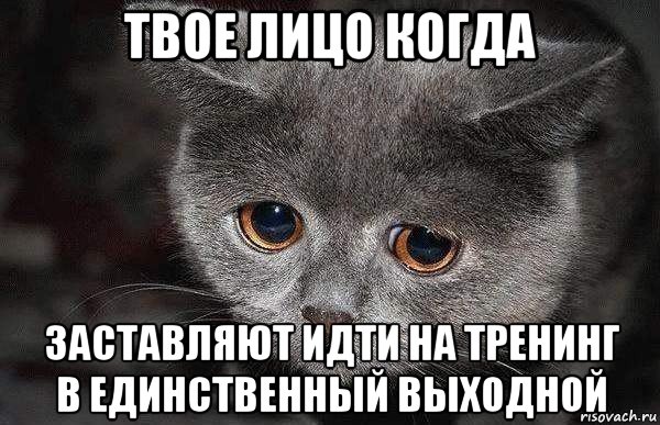 твое лицо когда заставляют идти на тренинг в единственный выходной, Мем  Грустный кот