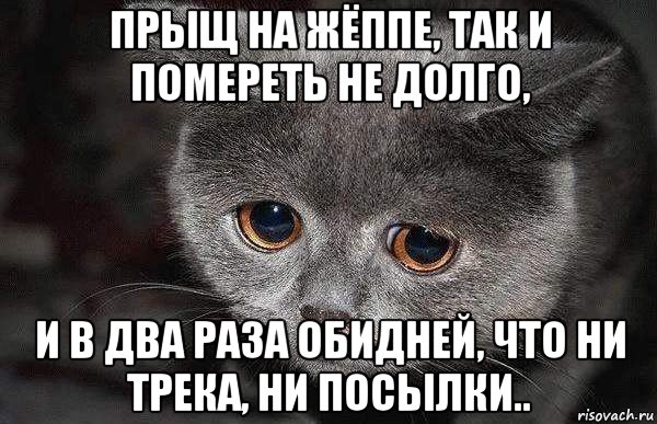 прыщ на жёппе, так и помереть не долго, и в два раза обидней, что ни трека, ни посылки.., Мем  Грустный кот