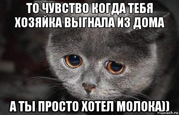 то чувство когда тебя хозяйка выгнала из дома а ты просто хотел молока)), Мем  Грустный кот