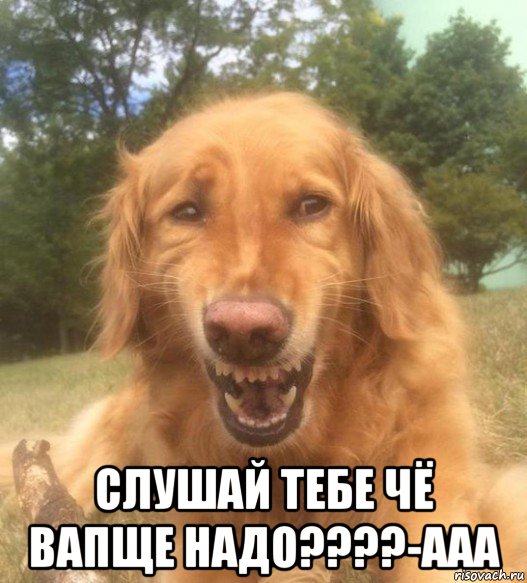  слушай тебе чё вапще надо????-ааа, Мем   Когда увидел что соседского кота отнесли в чебуречную