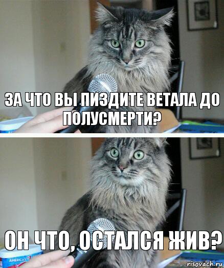 За что вы пиздите Ветала до полусмерти? Он что, остался жив?, Комикс  кот с микрофоном