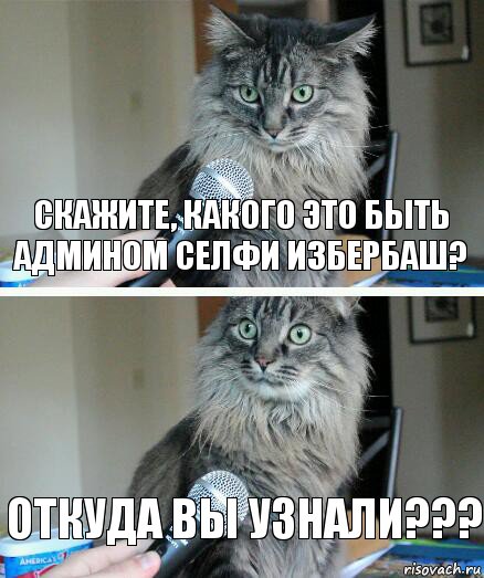 Скажите, какого это быть админом селфи избербаш? Откуда вы узнали???, Комикс  кот с микрофоном