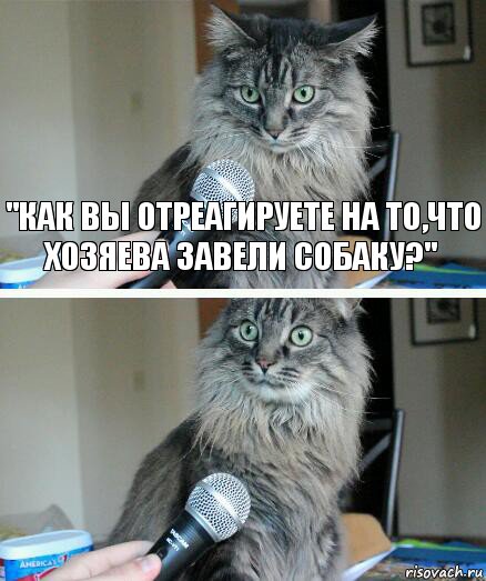 "Как вы отреагируете на то,что хозяева завели собаку?" , Комикс  кот с микрофоном