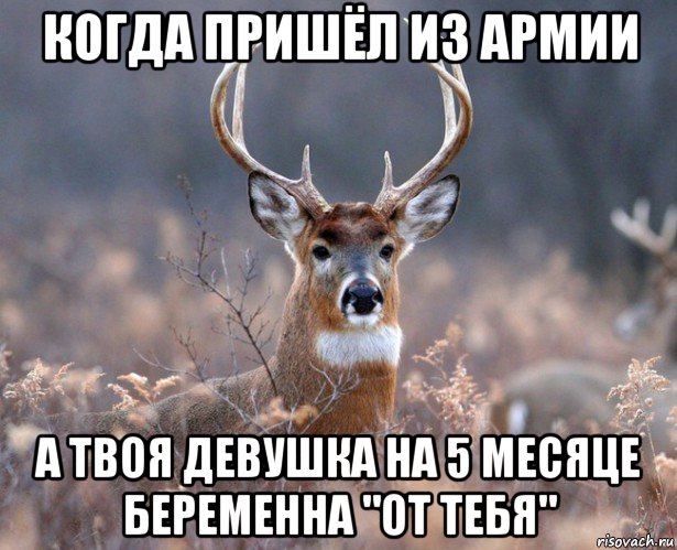 когда пришёл из армии а твоя девушка на 5 месяце беременна "от тебя", Мем   Наивный олень