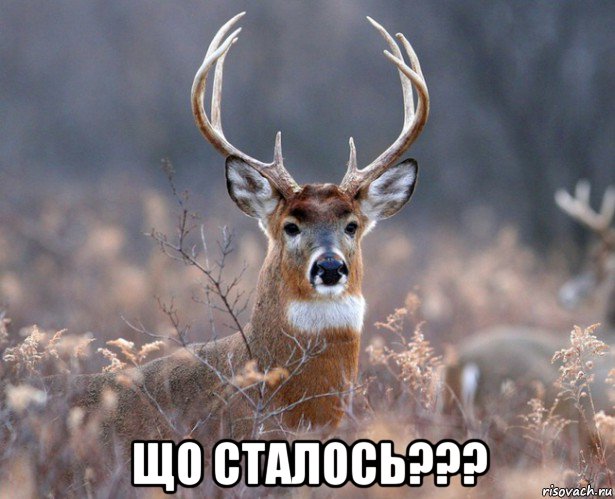  що сталось???