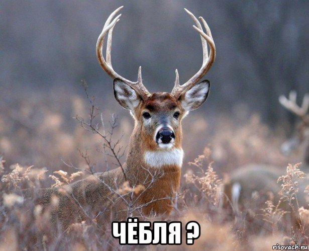  чёбля ?