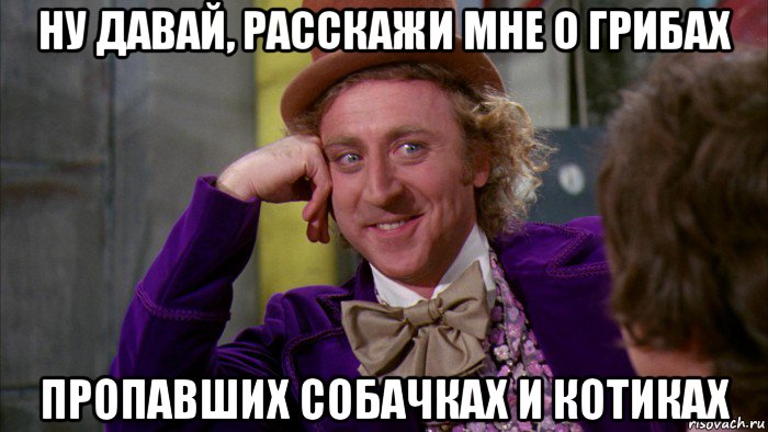 ну давай, расскажи мне о грибах пропавших собачках и котиках, Мем Ну давай расскажи (Вилли Вонка)