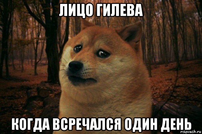 лицо гилева когда всречался один день, Мем SAD DOGE