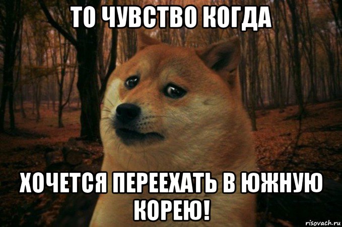 то чувство когда хочется переехать в южную корею!, Мем SAD DOGE