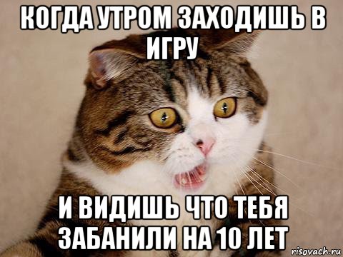 когда утром заходишь в игру и видишь что тебя забанили на 10 лет, Мем  сердитый кот