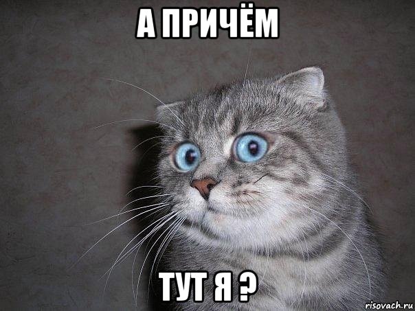 а причём тут я ?, Мем  удивлённый кот