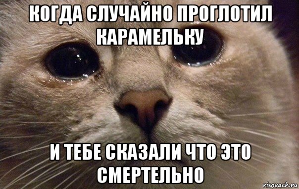 когда случайно проглотил карамельку и тебе сказали что это смертельно, Мем   В мире грустит один котик