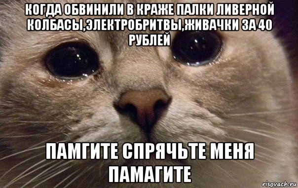 когда обвинили в краже палки ливерной колбасы,электробритвы,живачки за 40 рублей памгите спрячьте меня памагите, Мем   В мире грустит один котик